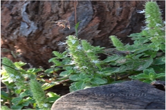 Pogostemon purpurascens